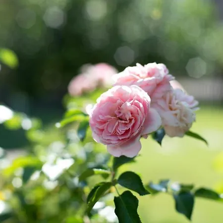 Neu! Glucksmoment Bodensee Stahringen