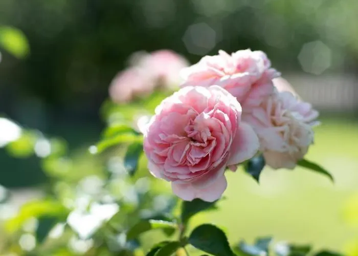 Neu! Glucksmoment Bodensee Stahringen