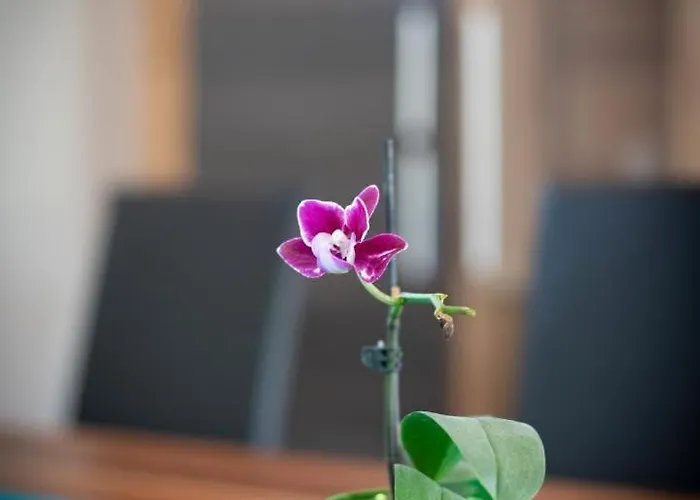 Neu! Glucksmoment Bodensee